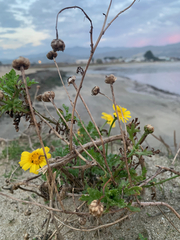 Glebionis coronaria