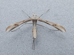 Platyptilia celidotus