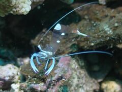 Ancylomenes magnificus