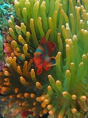 Amphiprion biaculeatus