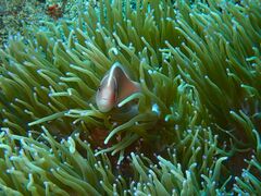 Amphiprion perideraion