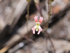 Stylidium calcaratum
