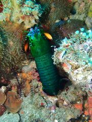 Odontodactylus scyllarus