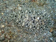 Asterorhombus cocosensis