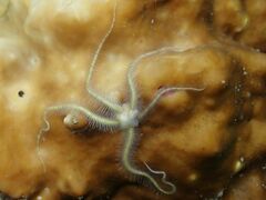 Ophiotrichidae