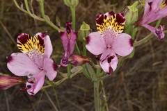 Alstroemeria pulchra