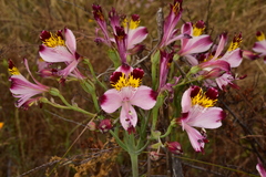 Alstroemeria pulchra