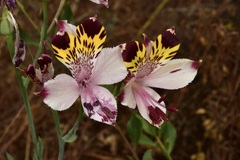 Alstroemeria pulchra