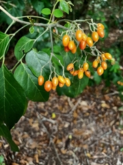 Micromelum minutum