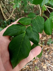 Micromelum minutum
