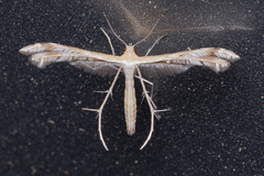 Stangeia xerodes