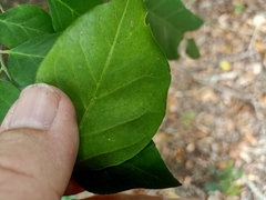 Micromelum minutum