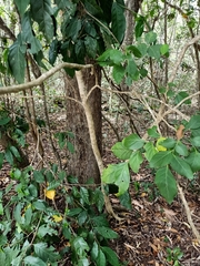 Micromelum minutum