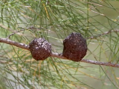 Allocasuarina decussata