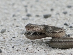 Dryophylax hypoconia