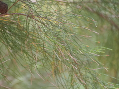 Allocasuarina decussata