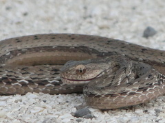 Dryophylax hypoconia