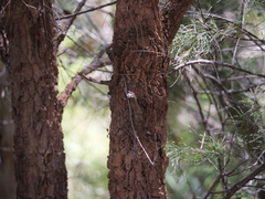 Allocasuarina decussata