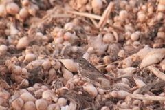 Passerculus sandwichensis rostratus