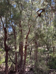 Allocasuarina decussata