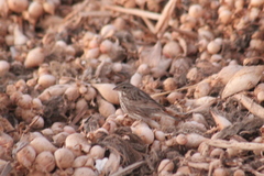 Passerculus sandwichensis rostratus