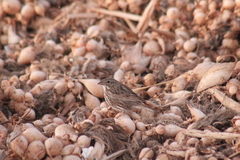 Passerculus sandwichensis rostratus