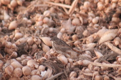 Passerculus sandwichensis rostratus