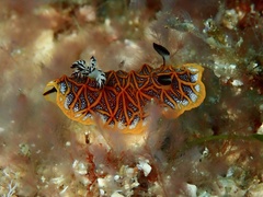 Halgerda tessellata
