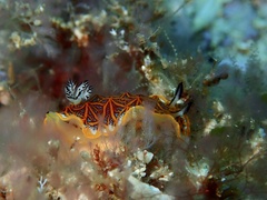 Halgerda tessellata