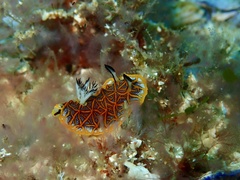 Halgerda tessellata