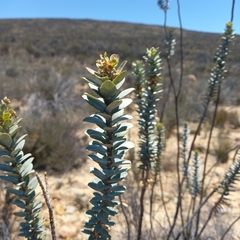 Euryops lateriflorus