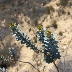 Euryops lateriflorus