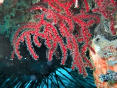 Melithaea coccinea