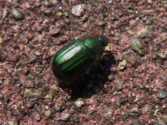 Anomala octiescostata