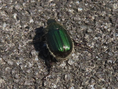 Anomala octiescostata