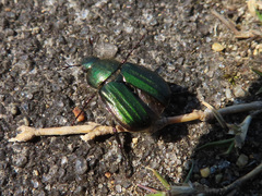 Anomala octiescostata