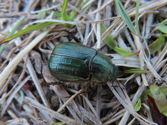 Anomala octiescostata