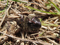 Anomala octiescostata