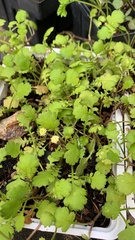 Leptinella dioica