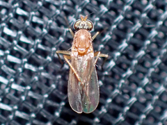 Australachalcus medius