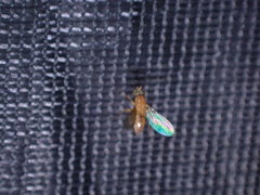 Australachalcus medius