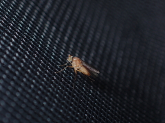 Australachalcus medius