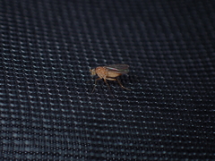 Australachalcus medius