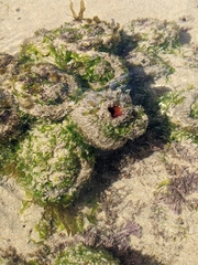 Pyura praeputialis