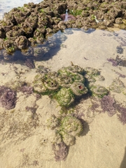 Pyura praeputialis