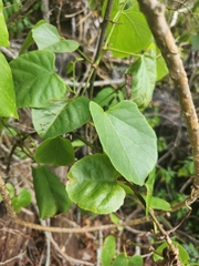 Cissus reniformis