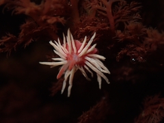 Okenia rosacea