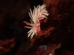 Okenia rosacea