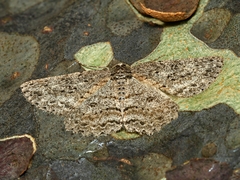 Ectropis fractaria