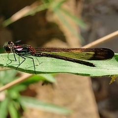 Heliocypha biforata